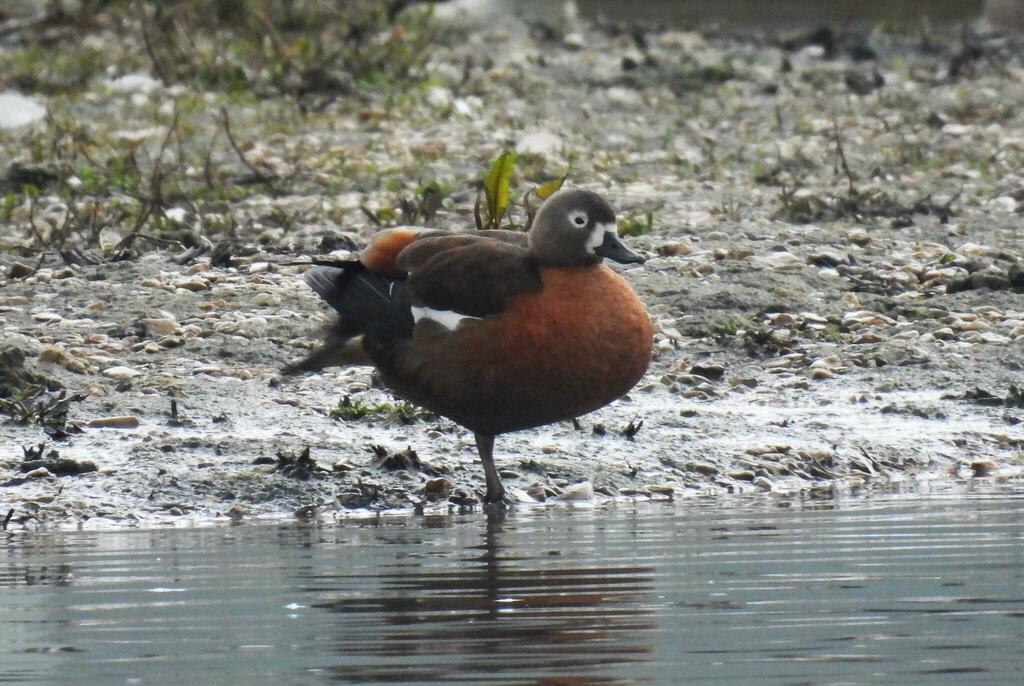 South African × Australian Shelduck