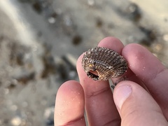 Lunarca ovalis