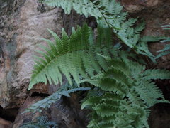 Dryopteris uniformis