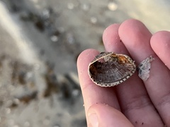 Lunarca ovalis