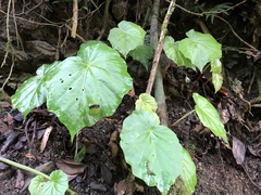 Begonia chitoensis