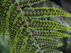 Dryopteris uniformis