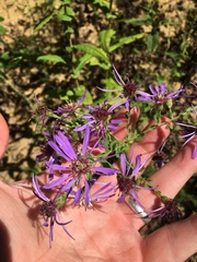 Symphyotrichum phlogifolium