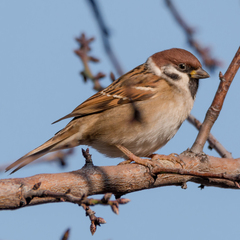Passer montanus