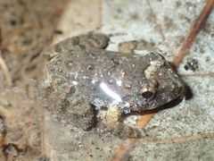 Limnonectes gyldenstolpei