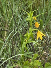 Gloriosa modesta