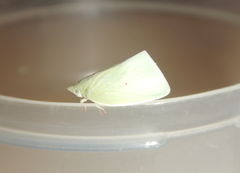 Colgaroides acuminata