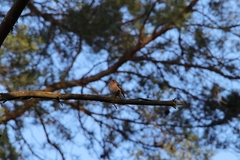 Fringilla coelebs coelebs