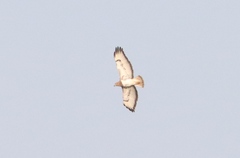 Buteo auguralis