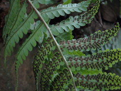 Dryopteris uniformis