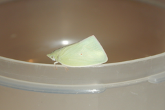 Colgaroides acuminata