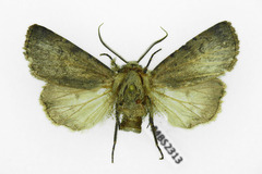 Agrotis cinerea