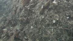 Marthasterias glacialis