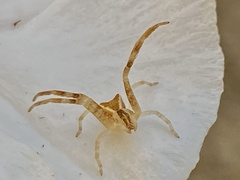 Sidymella trapezia