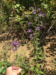 Symphyotrichum phlogifolium