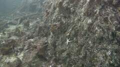 Marthasterias glacialis