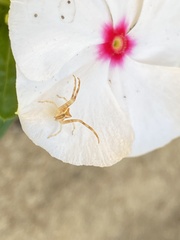 Sidymella trapezia