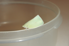 Colgaroides acuminata