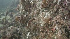 Marthasterias glacialis