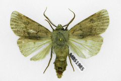 Agrotis cinerea