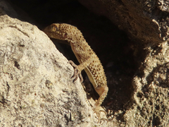 Tenuidactylus caspius