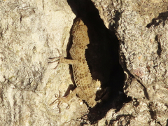 Tenuidactylus caspius