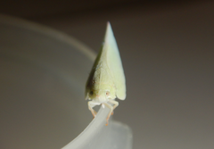 Colgaroides acuminata