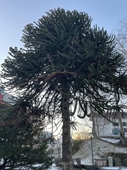 Araucaria araucana