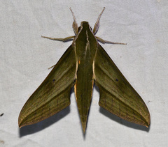 Xylophanes rhodochlora