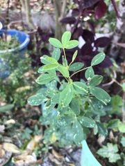 Crotalaria longirostrata