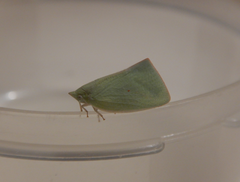 Colgaroides acuminata