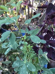 Crotalaria longirostrata