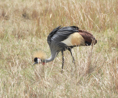 Balearica regulorum