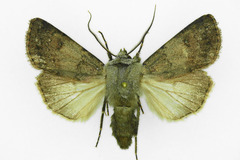 Agrotis cinerea