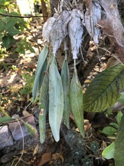 Prosthechea karwinskii