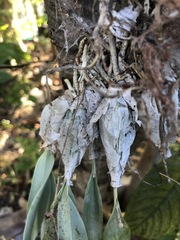 Prosthechea karwinskii