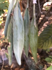 Prosthechea karwinskii