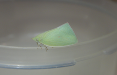 Colgaroides acuminata