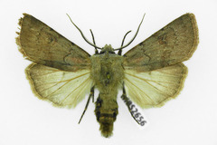 Agrotis cinerea