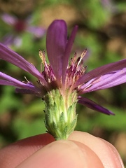 Symphyotrichum phlogifolium