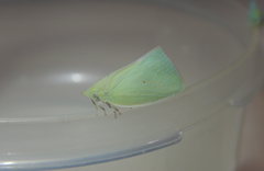 Colgaroides acuminata