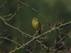 Serinus canaria