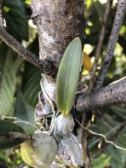 Laelia