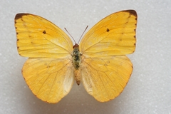 Phoebis agarithe antillia