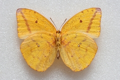 Phoebis agarithe antillia