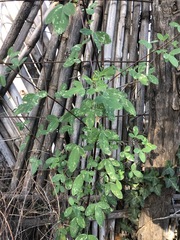 Crotalaria longirostrata