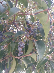 Ligustrum lucidum