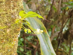 Angraecum cordemoyi