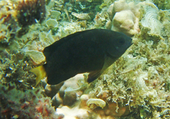 Pomacentrus philippinus