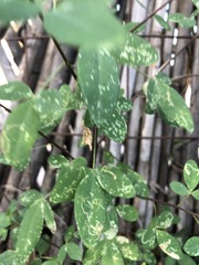 Crotalaria longirostrata
